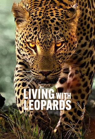 دانلود مستند Living with Leopards زندگی با پلنگ ها دانلود مستند Living with Leopards زندگی با پلنگ ها